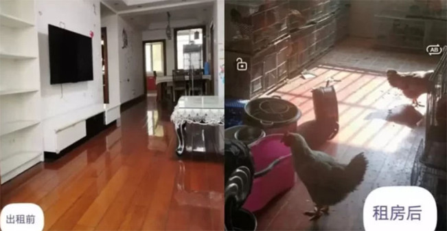 Viral! Apartemen Disewakan Malah Dijadikan Kandang Ayam oleh Penyewanya, Pemilik Shock!